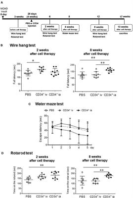 Pre-Clinical Proof of Concept: Intra-Carotid Injection of Autologous CD34-Positive Cells for Chronic Ischemic Stroke